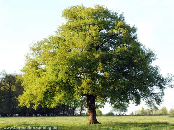 Schwedischer Baum