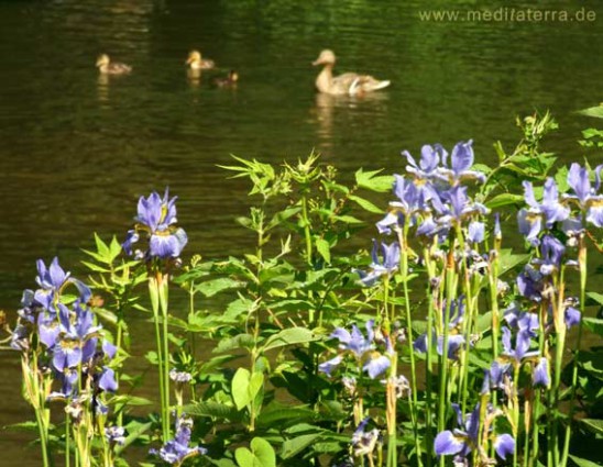 Lilien und Enten Gartenteich