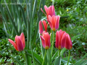 Rote Tulpen im Gartenbeet