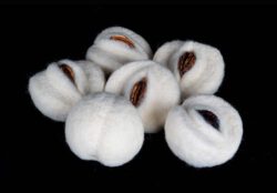 Aomi Kikuchi, Japan, Six Peaches, 2023, wool fiberpeach seed, 12 cm diameter