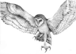 Betty Collier, Australia, Barn Owl On The Hunt, 2021, ink pens on cotton rag, 54 x 65 cm