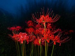 Chikara Komura, Japan, Spider Lilies In The Sea, 2021, photography on canvas_45 x 60 cm