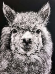 Jan Lowe, Australia, Llama, 2022, scratchboard on black ampers, 36 x 28 cm